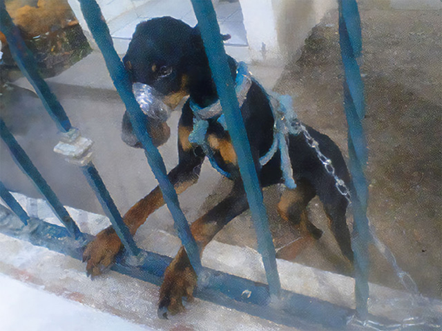 Chained Doberman with snout taped shut