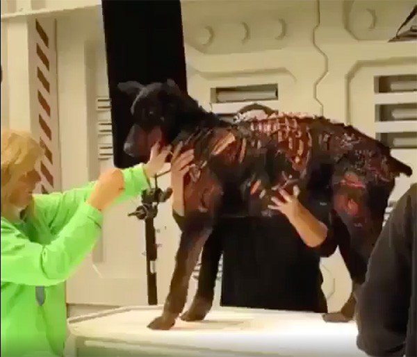 Applying makeup to a Doberman for the movie Resident Evil