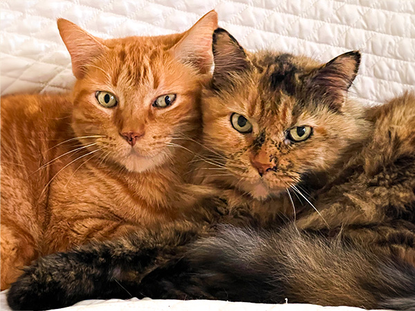Two cat siblings