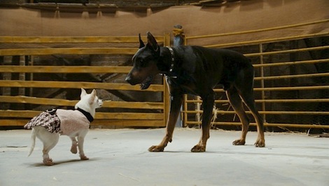 Scene from the movie Beverly Hills Chihuhua