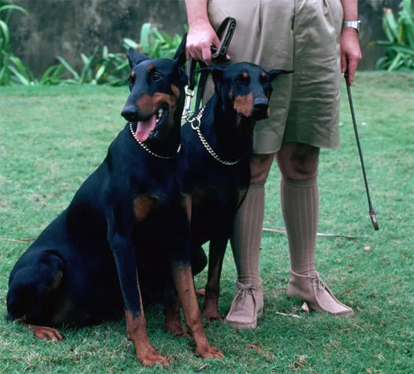 Zeus and Apollo from the TV show Magnum P.I.