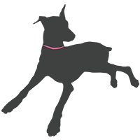 Chica the Doberman